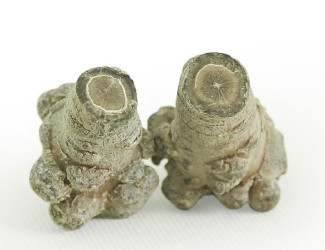 三七的頭數(shù)是什么？