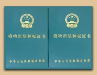 國家給三七頒發(fā)了這個(gè)證書，歷史首次！