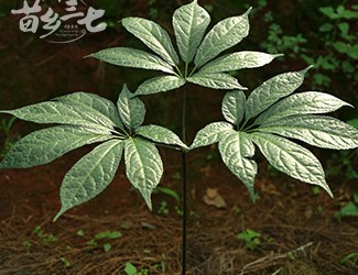 三七與土三七的區(qū)別，土三七含有毒性