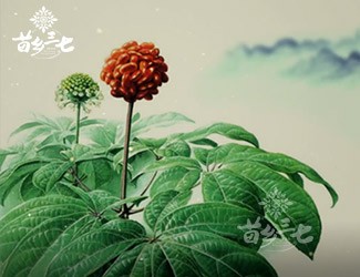 三七有副作用嗎？來看看歷史怎么說