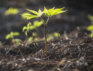 市場上售賣的野生三七出自哪里？