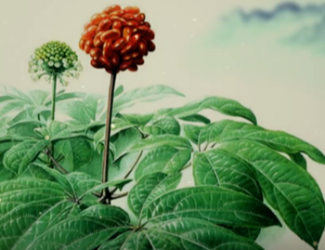 為什么說三七是“十全十美”的植物？