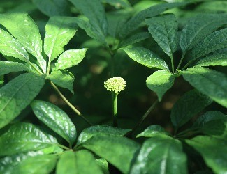 三七怎么吃：涼拌三七花蟲草花，風(fēng)雅吃花，清爽養(yǎng)生