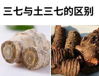 揭秘土三七和三七的差異性，警惕吃錯(cuò)易導(dǎo)致肝臟衰竭