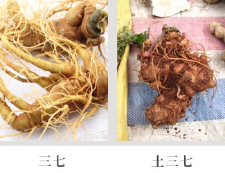 文山三七價格琳瑯滿目，當心三七和土三七區(qū)別