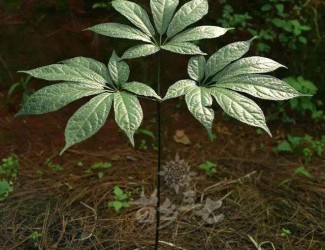 三七粉沖水的正確吃法，四個沖泡要領你知道幾個？